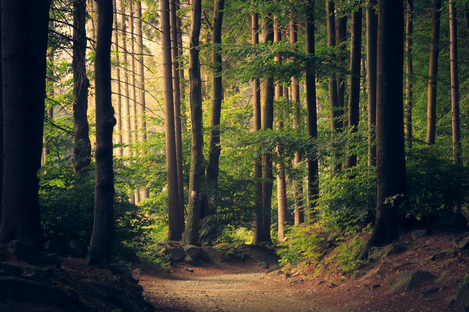 Early-morning light falling through a quiet forest path